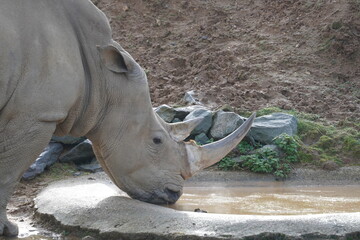 Obraz premium White rhinoceros