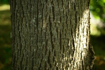 Obraz premium Tilia amurensis is a large deciduous broad-leaved tree native to East Asia, growing up to 20 meters in height. This is an authentic photography.