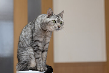 のんびりくつろぐ可愛い猫　サバトラ猫	