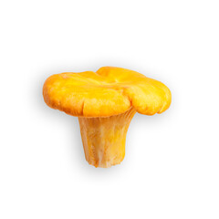 One close up mushroom Chanterelle or Cantharellus, yellow orange edible raw fresh fungus isolated on white background, cutout object as design element. Top view natural organic vegetable protein food.