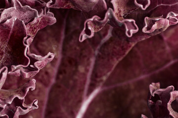 Detailed macro view of curly kale leaves with natural repeat texture, abstract organic surface by nature geometry. Fresh red purple salad superfood ingredient for healthy nutrition, vegan diet.