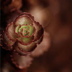 Macro closeup of succulent plant with delicate rosette-shaped leaves, fine details and soft natural light. Geometric beauty of nature. Background for eco-friendly concept, botanical design, dark brown