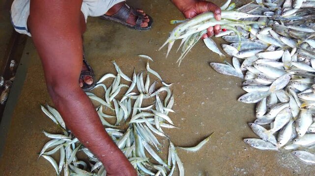 various types of fish sale in Indian fish market HD