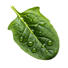 &ldquo;Fresh Spinach Leaf with Water Droplets &ndash; Close-Up Plant Stock Image&rdquo;
