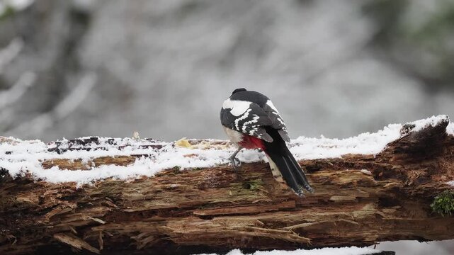 Buntspecht, Great Spotted Woodpecker, Dendrocopos major
