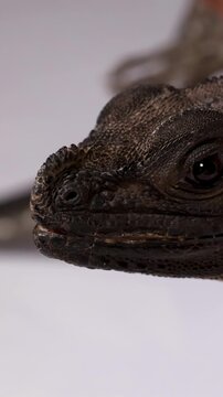 Extreme Close Up of a Black Hydrosaurus Lizard Head