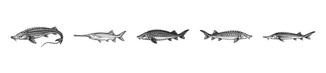 Naklejka premium Set of vintage engraving illustrations featuring various sturgeon and paddlefish species in a realistic scientific sketch style