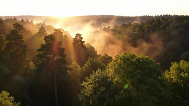 Sunrise over misty forest canopy, sun rays piercing through trees and fog