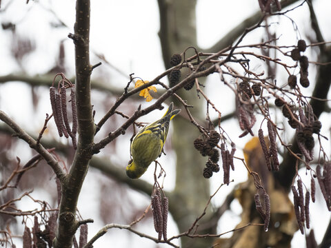 Erlenzeisig, Carduelis cabaret