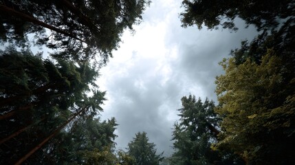 View looking up through a dense forest canopy towards an overcast cloudy sky