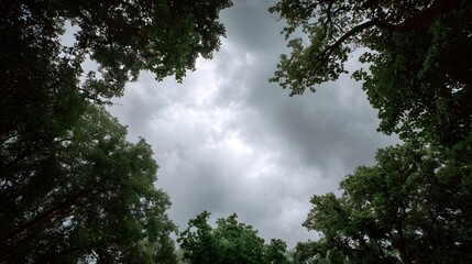 Heart shaped opening in forest canopy reveals overcast sky