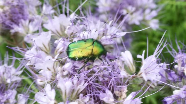 A golden rose chafer, Cetonia aurat, on a phacelia flower.
This beetle is a pest. It feeds on nectar, pollen, and plant sap.
