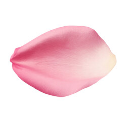 Beautiful single rose petal, pink in color, a flower that is delicate and soft, isolated on a white background for various design projects and romantic themes.