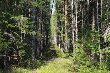 Obraz premium a clearing in a dense forest in northeastern Europe on a sunny day in late summer