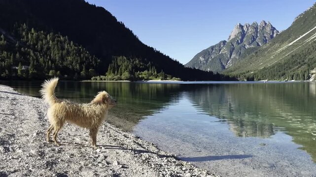 Peaceful alpine lake with a wet dog standing on a rocky shore, mirrored mountains and forest reflected in clear water on a sunny day.