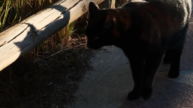 Black cat walking along a wooden fence. Slow motion x0,5.