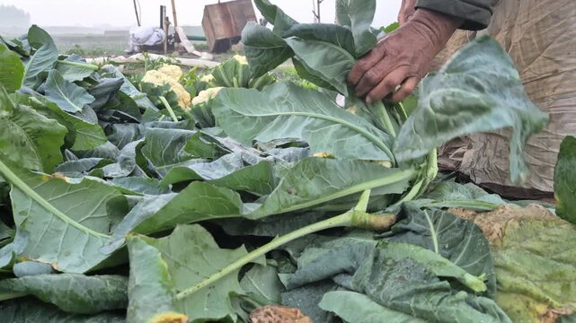 Professional cinematic close-up of a farmer trimming fresh cauliflower leaves with crisp ASMR sound in Bangladesh, 4K UHD 30fps.
