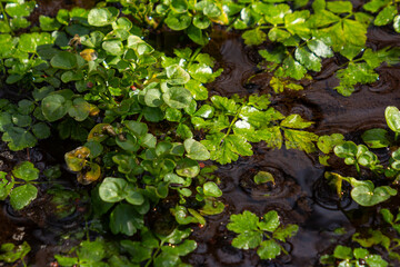 Caltha palustris thrives in spring wetlands with vibrant green leaves surrounded by water droplets