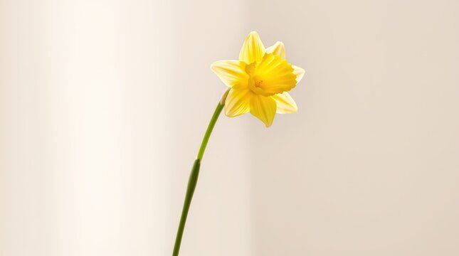 Single yellow daffodil flower on a minimal light background.