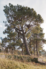 Fototapeta premium Pine tree standing tall in a sunlit field, surrounded by grasses and shrubs, a tranquil nature scene ideal for outdoor, rustic, and serene settings.
