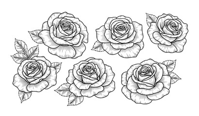 Vintage rose flower outline vector set with elegant black and white floral line art