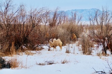 caramels in the snow