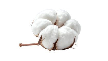 Close-up of a fluffy cotton boll, isolated on a stark black background