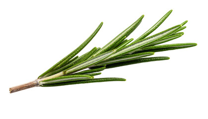 Close-up of a sprig of fresh, green herb on a black background