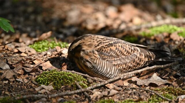 A wild brown pheasant with patterned feathers and a sharp beak stands alert on the green forest ground amidst the tall grass and woodland wildlife