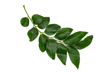 A single sprig of fresh green curry leaves against a stark white background, isolated and clean