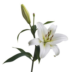 Obraz premium Single white lily flower green leaves isolated on a transparent background