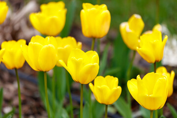 Fototapeta premium A bunch of yellow flowers are in a garden