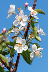 A tree with white flowers on it