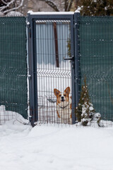 Obraz premium A dog is standing in front of a gate