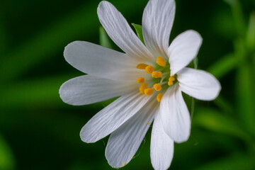Obraz premium Stitchwort blooming in springtime woodland shows delicate white petals and vibrant yellow stamens against lush green foliage