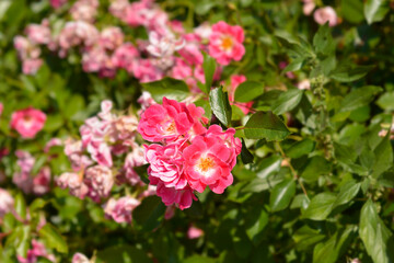 Obraz premium Groundcover rose pink and white flowers - Latin name - Rosa Groundcover hybrids
