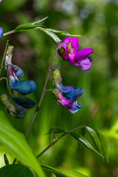 Bright two-colored flowers of Lathyrus sylvestris blooming in a lush green environment during springtime near a forested area