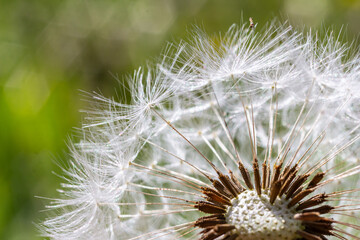 Obraz premium Common dandelion seeds dispersed among green grass under soft daylight in a natural setting
