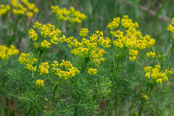 Obraz premium Cypress spurge blooms vibrant yellow-green flowers among green grasses in a sunny meadow during spring season