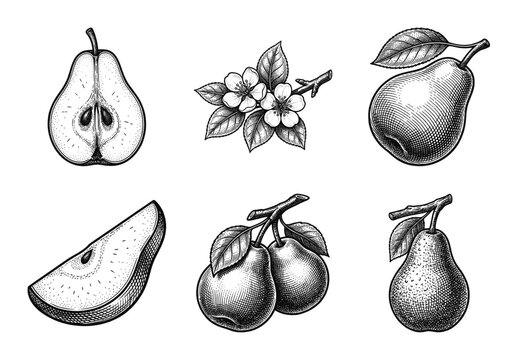 Hand drawn vintage pear fruit collection featuring botanical illustrations of whole pears, slices, halves, and flowers in a black and white woodcut engraving style.