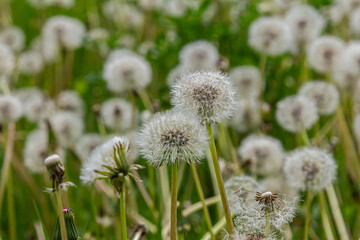Common dandelion blossoms in grass reflecting nature's cycle during springtime growth © Oleh Marchak