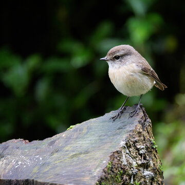 Un Saxicola sur un morceau de bois, au Cap Blanc Langevin, &icirc;le de La R&eacute;union, juillet 2023