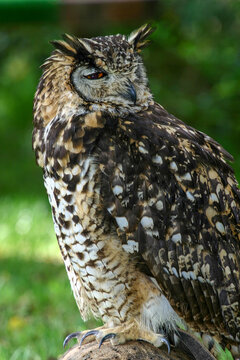 Hibou, Grand Duc