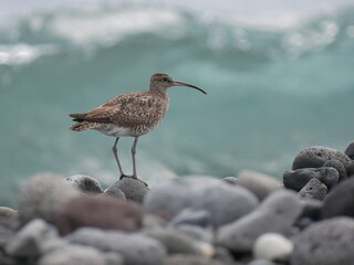 Obraz premium Un Numenius sur des galets en bord de mer, rivière des Pluies, île de La Réunion, octobre 2023
