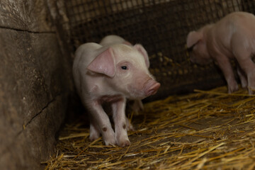 Two playful piglets wander around a straw-covered barn, discovering their surroundings. © olga_sova