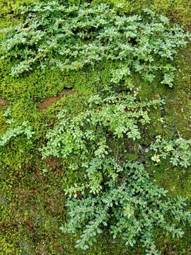 rockweed pilea microphylla on the wall