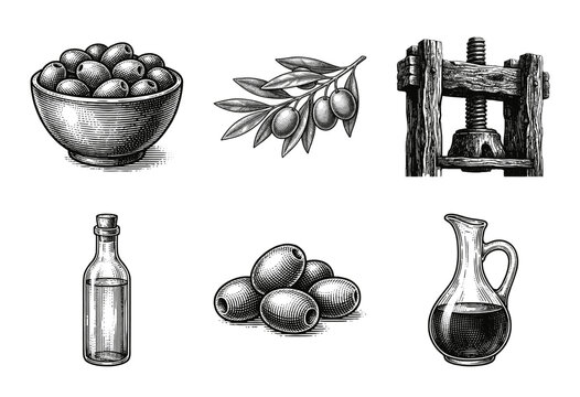 Vintage engraving illustration collection of olives, olive branch, traditional wooden screw press, and glass bottles filled with oil.