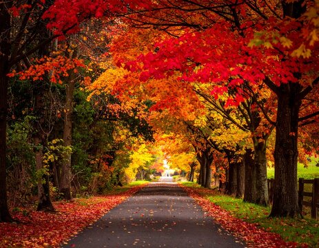 Autumnal Road Lined with Vibrant Trees - A Scenic Drive Through Fall Foliage.