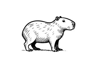 Obraz premium Capybara hand drawn simple sketch vector illustration
