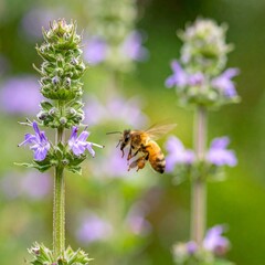 Bee in Flight Hovering Near Purple Flowers in a Garden, Pollination Scene.